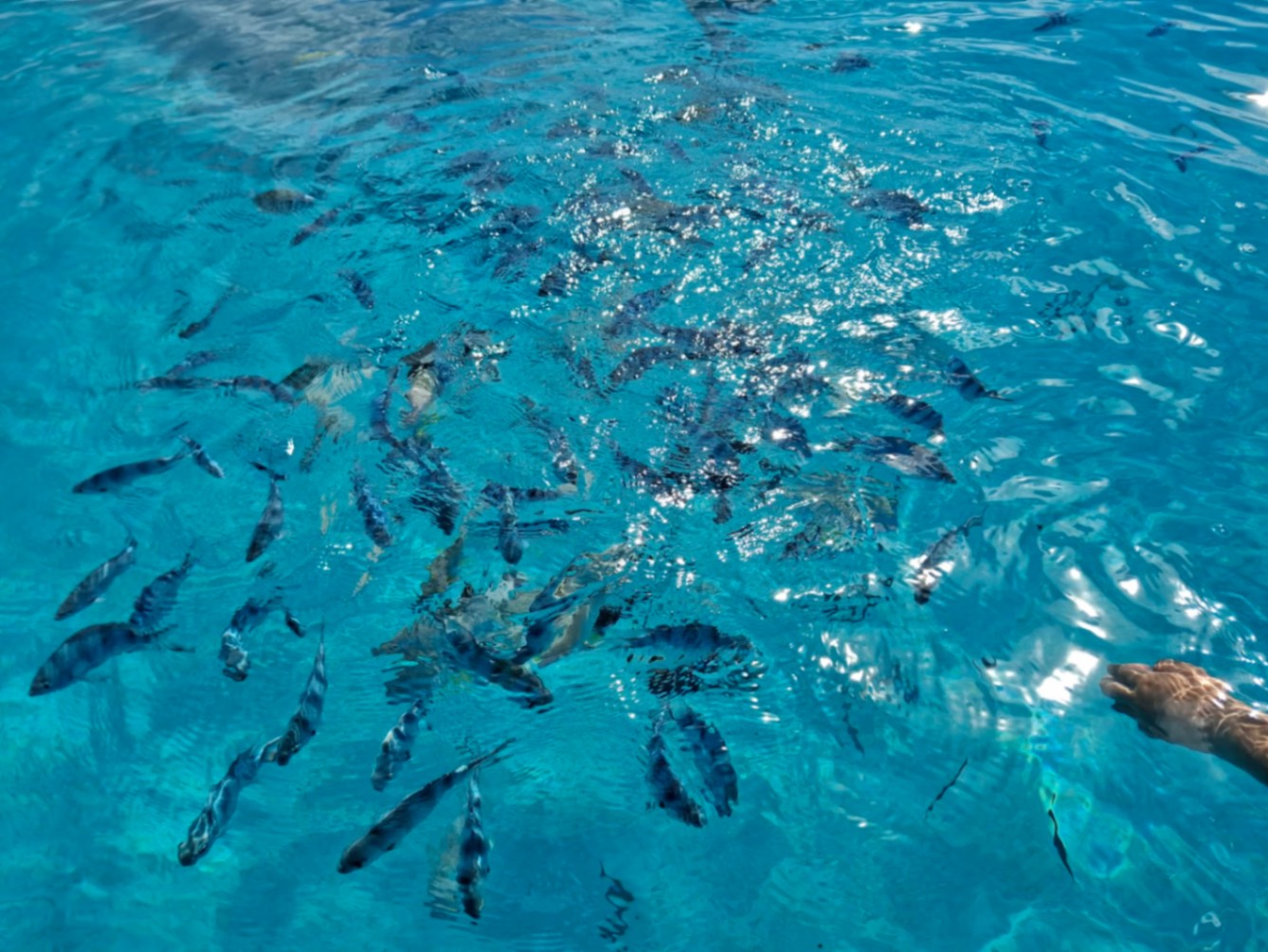 Tropical fish swimming in the clear Aitutaki lagoon